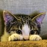 Cara Tahu Sifat Kucing, Pakar IPB Sebut 5 Fisik Ini