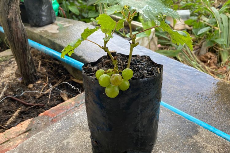 Ilustrasi menanam anggur di polybag/pot, pohon anggur di polybag/pot. 