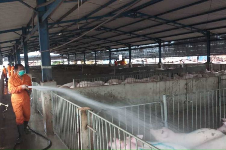Seorang petugas sedang membersihkan ternak Babi yang ada di Pulau Bulan, Batam, Kepulauan Riau. Meski sempat distop, dalam waktu dekat Singapura segera buka impor Babi dari Pulau Bulan Batam, Kepri.