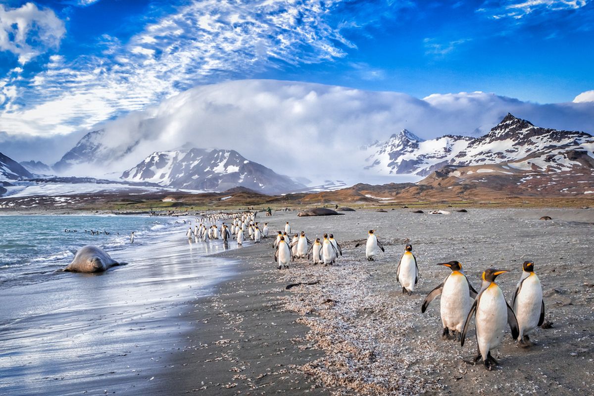 Ilustrasi Georgia Selatan, kawasan margasatwa bagi penguin dan anjing laut. Bongkahan es raksasa dari Antartika diperkirakan akan mendarat di kawasan ini dan mengancam satwa liar.