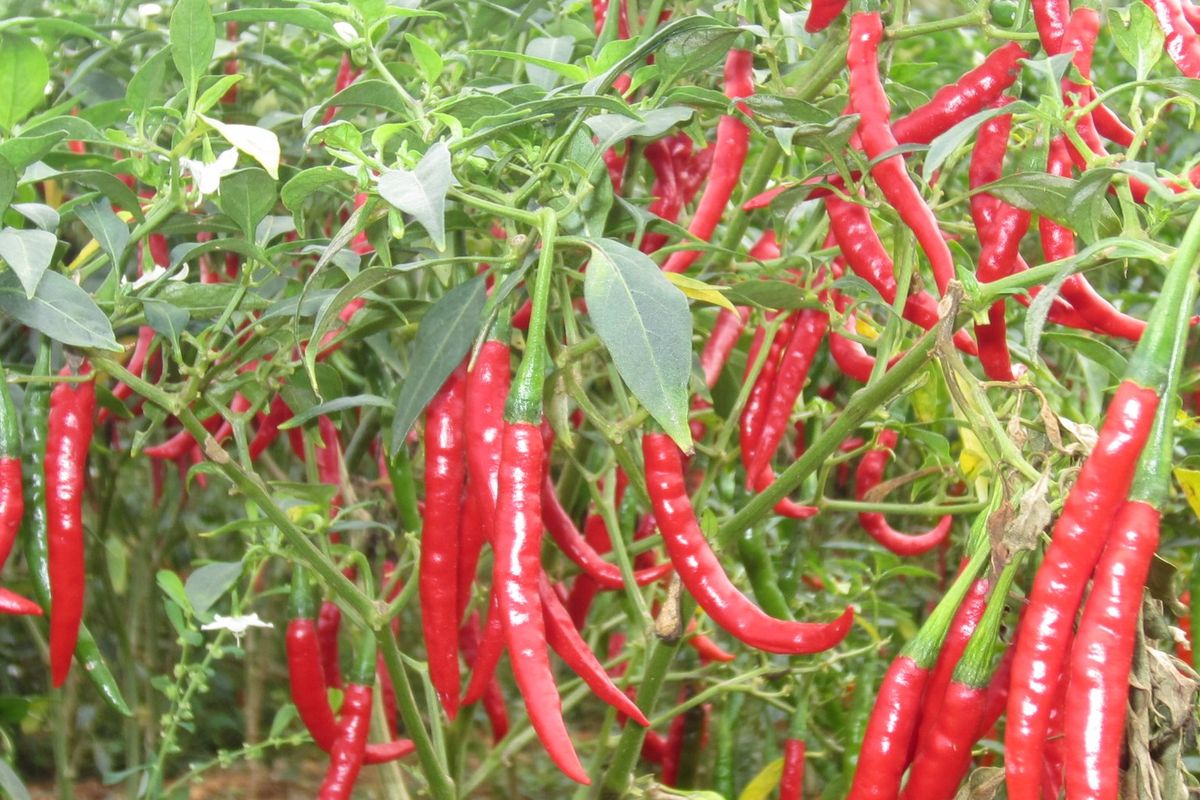 Ilustrasi tanaman cabai.