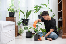 Simak, Ini Cara Repotting Tanaman Dalam Ruangan