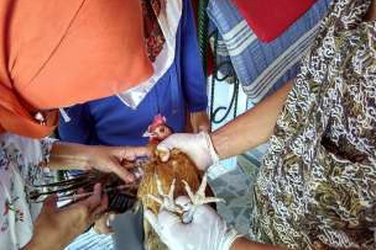 Petugas mengambil sampel darah ayam untuk diperiksa di laboratorium.