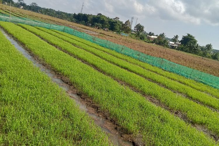 Lahan persawahan di Desa Namang, Bangka Tengah yang disiapkan untuk tanam beras merah, Jumat (15/9/2023).