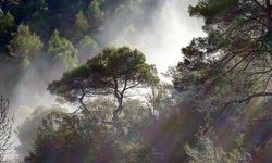 Akibat Pemanasan Global, Kemampuan Fotosintesis Hutan Tropis Dapat Berkurang