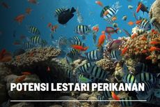 Potensi Lestari Sumber Daya Laut