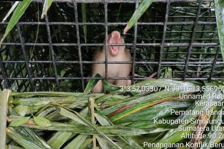 Foto: Seekor Monyet jenis Beruk (Macaca Nemestrina) masuk dalam kandang jebak yang dipasang oleh Tim BBKSDA Sumut di Huta Bah Bayu, Kelurahan Kerasaan I, Kecamatan Pematang Bandar, Kabupaten Simalungun. Dok: BBKSDA Sumut. 