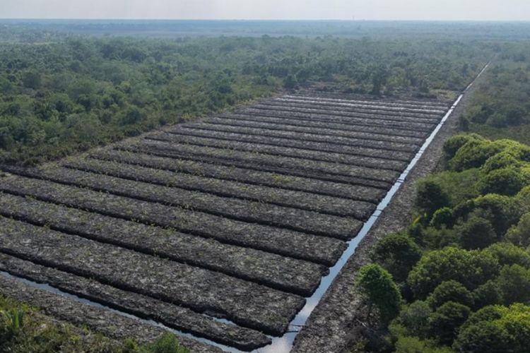 100 Hektar Hutan Mangrove Digunduli di Rokan Hilir, Polda Riau Buru Pelakunya