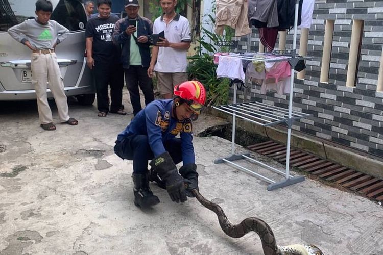 Lihat Ular Sanca Sembunyi di Kamar, Warga Bojonggede Minta Bantuan Damkar