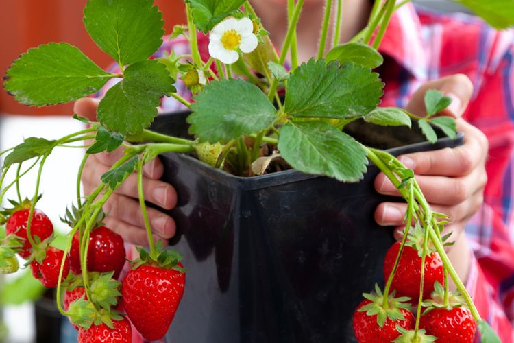Ilustrasi menanam strawberry di pot.