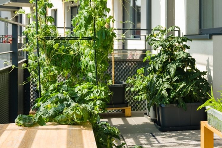 Ilustrasi menanam sayuran di balkon.