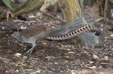 Fakta Burung Lyrebird, Hewan yang Bisa Tirukan Suara Tangisan Bayi