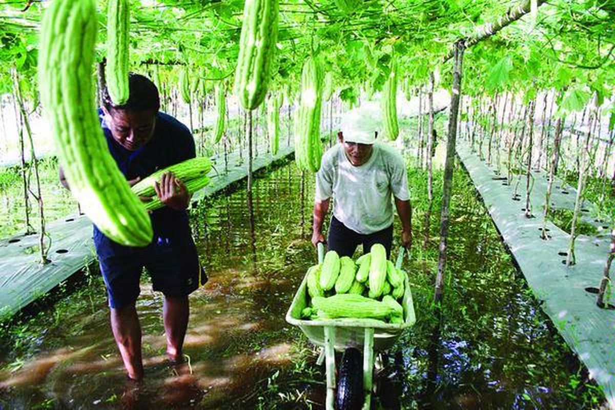 Petani ikan mengarahkan perahunya untuk menghindari eceng gondok yang memenuhi Danau Limboto.