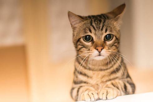 Mengapa Anda Tidak Boleh Memarahi Kucing? Simak Penjelasan Berikut