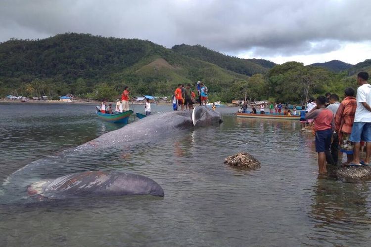 Bangkai paus raksasa yang terdampar di pesisir pantai Desa Soleh, Kecamatan Huamual Belakang, Kabupaten Seram Bagian Barat (SBB) Maluku , hingga Rabu (31/5/2017) terus didatangi warga dari sejumlah desa di wilayah itu