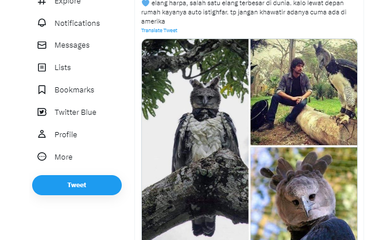 Tangkapan layar twit soal elang harpa, salah satu elang yang disebut paling besar di dunia