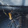Mengenal Laba-laba, Hewan yang Bisa Keluarkan Jaring dari Tubuhnya