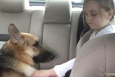 Anjing Ini Selamatkan Gadis Cilik dari Pagutan Ular Berbisa