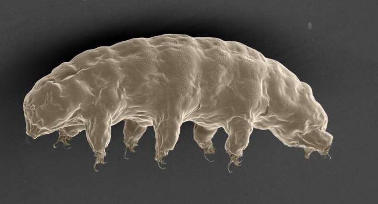 Ilmuwan Ungkap Cara Unik Tardigrade Bertahan dari Ledakan Radiasi