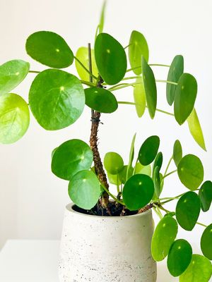 Ilustrasi tanaman hias Chinese Money Plant (Pilea peperomioides). Menurut feng shui, ini adalah salah satu tanaman pembawa keberuntungan.
