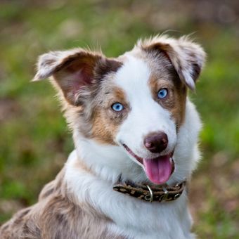 Ilustrasi anjing Australian shepherd bermata biru, Ilustrasi anjing bermata biru.