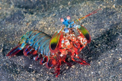 Inilah Mengapa Tinju Udang Sentadu Bisa Lebih Cepat dari Peluru