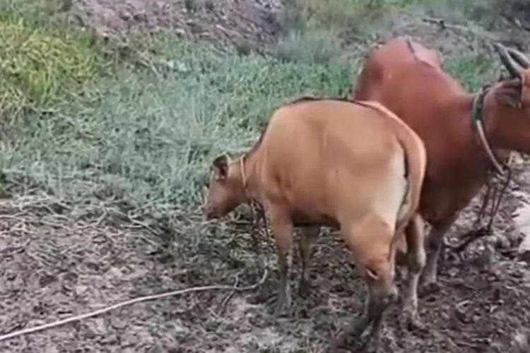 Harimau Sumatera Teror Warga di Indragiri Hilir Riau, Sekolah Diliburkan