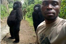 Begini Gaya Dua Gorila Saat Berfoto dengan Penjaga Taman Nasional
