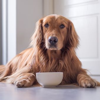Ilustrasi anjing makan, anjing tidak mau makan.