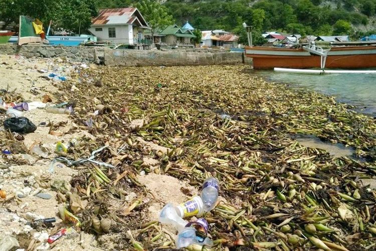 Bangkai enceng gondok yang mneumpuk di pinggir pantai Olalo. Kehadiran tanaman ini mengganggu aktifitas nelayan karena sering terbelit di propeler mesin tempel mereka.