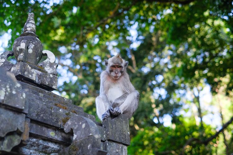 Monyet di Alas Kedaton, Tabanan, salah satu tempat wisata Bali tengah.