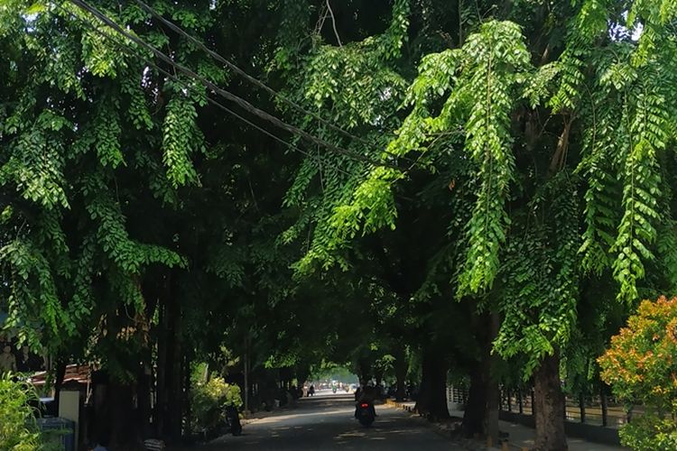 Pepohonan raksasa dan rimbun di Jalan Rawatembaga, Bekasi dikhawatirkan tumbang jelang musim penghujan yang datang bersama angin kencang, Kamis (21/11/2019).