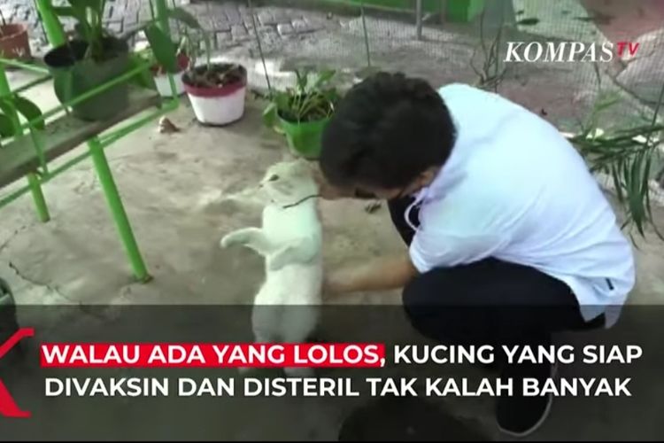 Sejumlah petugas terlibat aksi kejar kejaran saat menggelar kegiatan sterilisasi serta vaksinasi kucing liar di kawasan Petojo Selatan, Gambir, Jakarta Pusat, Rabu (8/9/2021) siang.