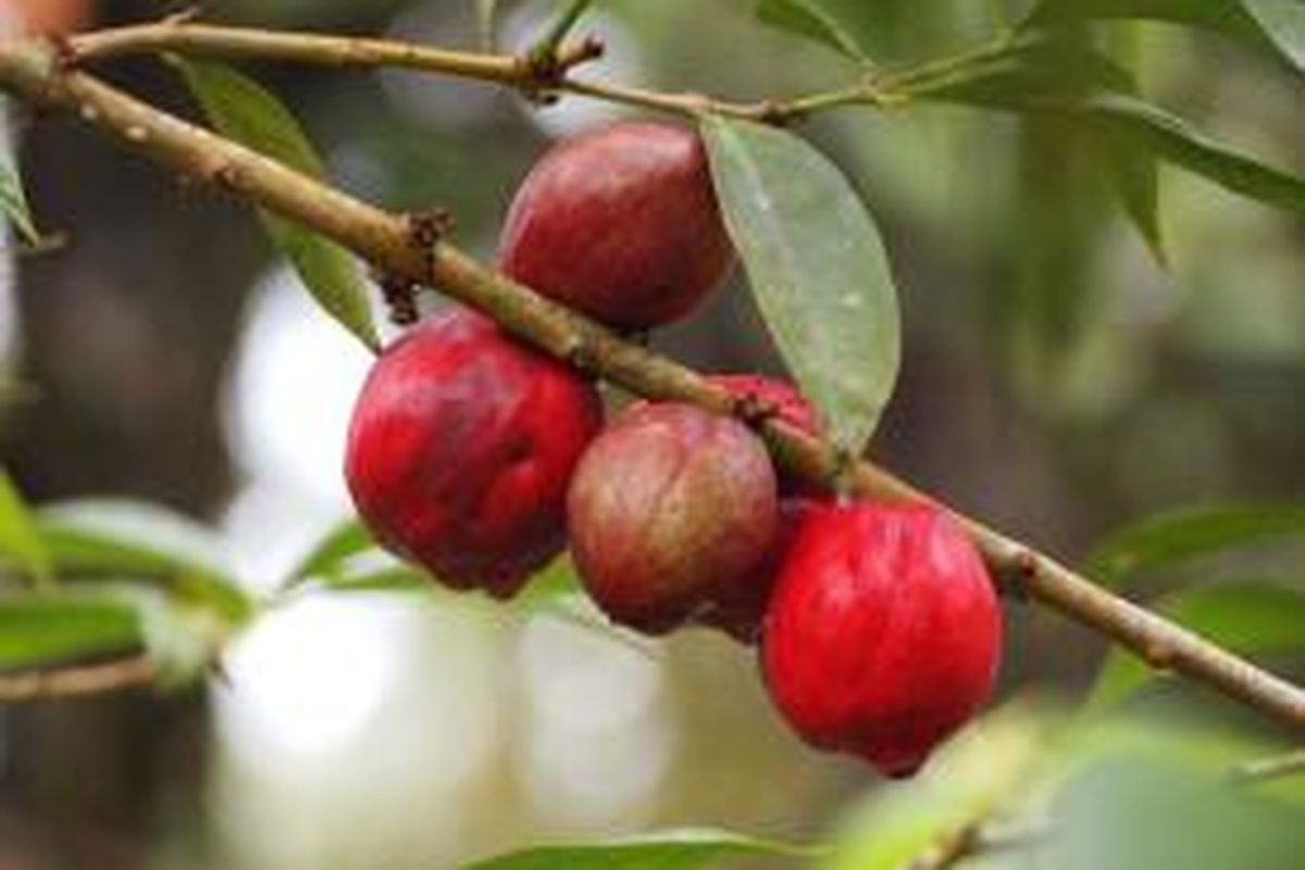 Ilustrasi tanaman Mahkota Dewa (Phaleria Macrocarpa)