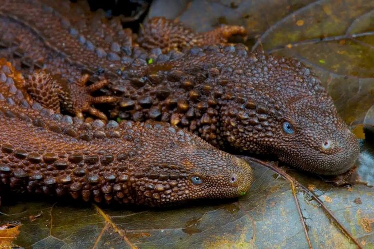 Reptil unik biawak tanpa telinga ini sngat langka dan hampir mustahil ditemukan, sehingga sulit diamati.