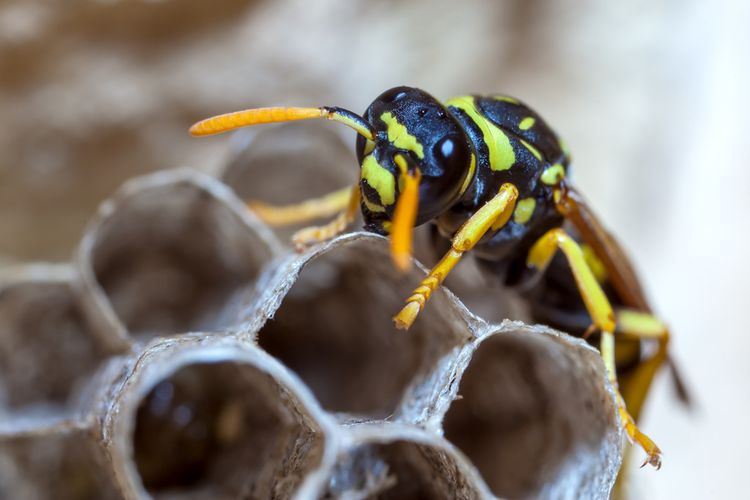 Polistes dominula