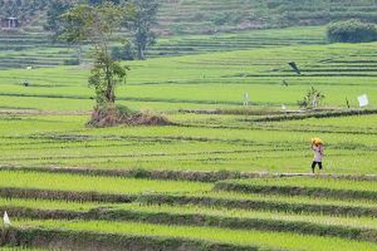 Petani tengah menuju sawahnya di perladangan di kawasan Danau Toba, Kecamatan Girsang Sipangan Bolon, Kabupaten Simalungun, Sumatera Utara, Jumat (17/4/2015). 
