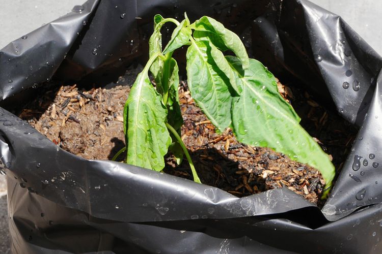 Ilustrasi tanaman cabai yang layu