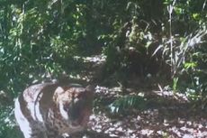 2 Ekor Macan Tutul Melenggang di TNGGP, Pendaki Diminta Tak Panik