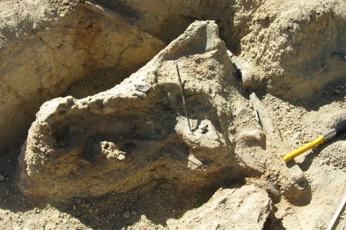 Tengkorak buaya berusia 8 juta tahun yang belum pernah didefinisikan sebelumnya. Tengkorak itu ditemukan di Australia tengah.