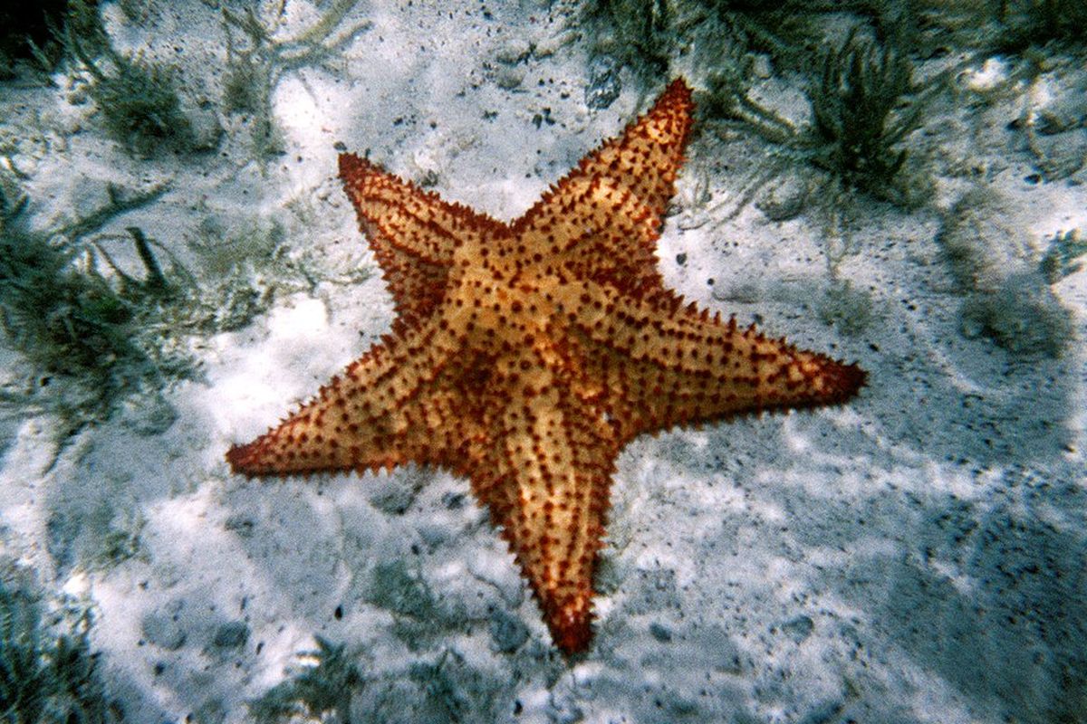 Cara Bintang Laut Berkembang Biak