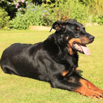 Ilustrasi anjing Beauceron.