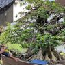 Soal Klaim Harga Bonsai Milik Warga Sragen Setara Jeep Rubicon, PPBI: Itu Kan Hobi, Kalau Senang Ya Dibeli