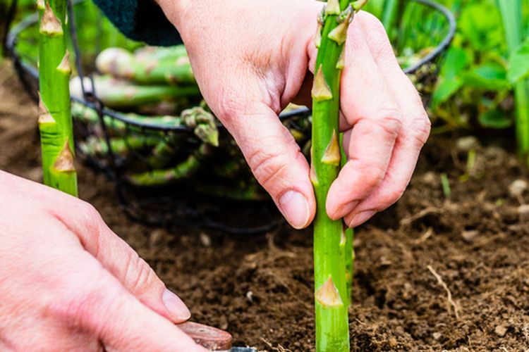 Ilustrasi menanam asparagus, panen asparagus.