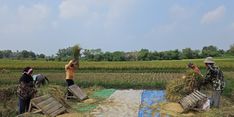 Berkat Dukungan Kementan, Panen Padi Gadu di Lampung Timur Menguntungkan Petani