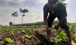 Cegah Gagal Panen, Kementan Ingatkan Pemda Pentingnya Mitigasi Bencana