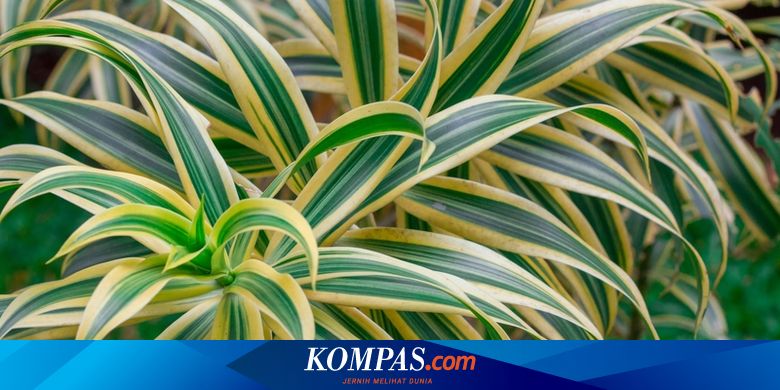Manfaat Luar Biasa Tanaman Dracaena: Pemurni Udara, Pengusir Nyamuk, dan Dekorasi Menawan