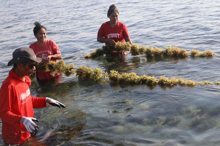 Panen dan penjualan pertama bibit rumput laut Sumba Timur.