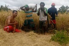 Menggerakkan Pertanian di Kampung Pedalaman Papua