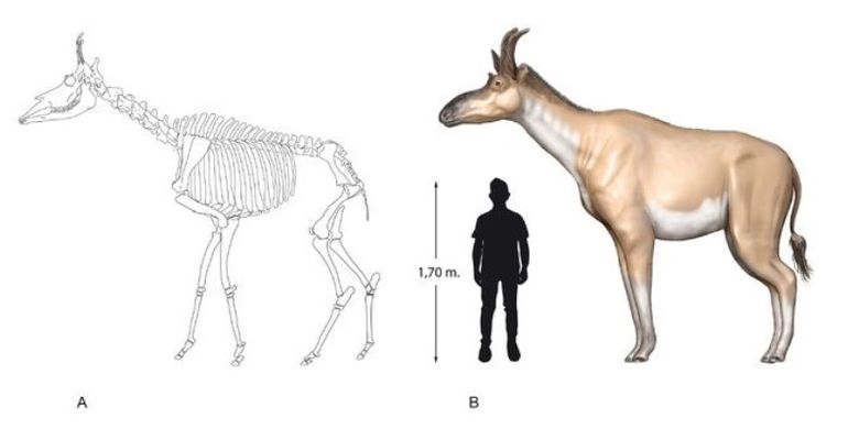Decennatherium rex jantan tingginya sekitar 9 kaki dan beratnya sekitar 2 ton.